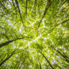 Is Your Tree Leaning Over?